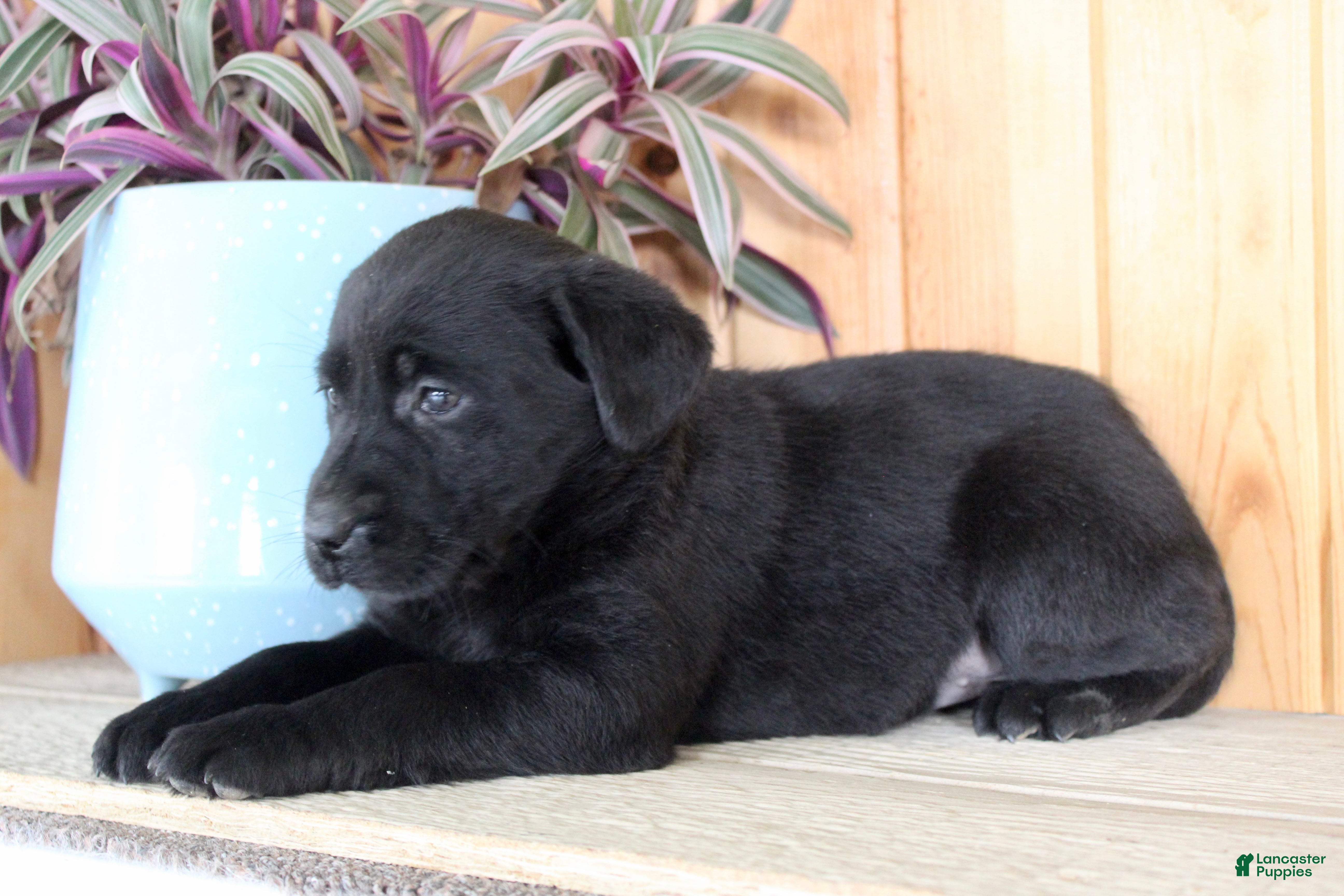 Labrador Retriever dogs Labrador Retriever Puppy 5 - Ad 2