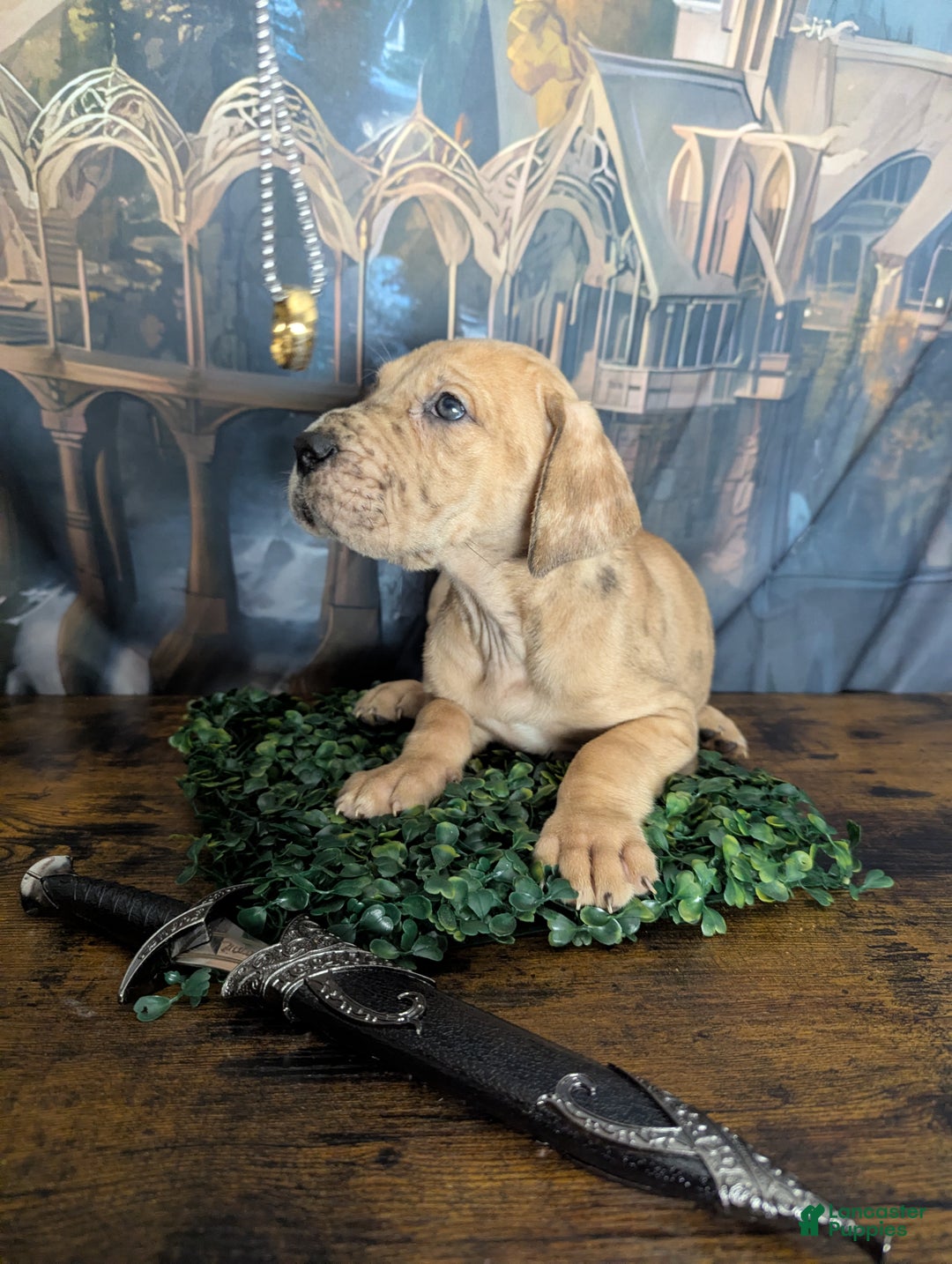 Great Dane dogs for sale: Èowyn Blue Brindle Merle Female Great Dane Puppy  - Ad 4