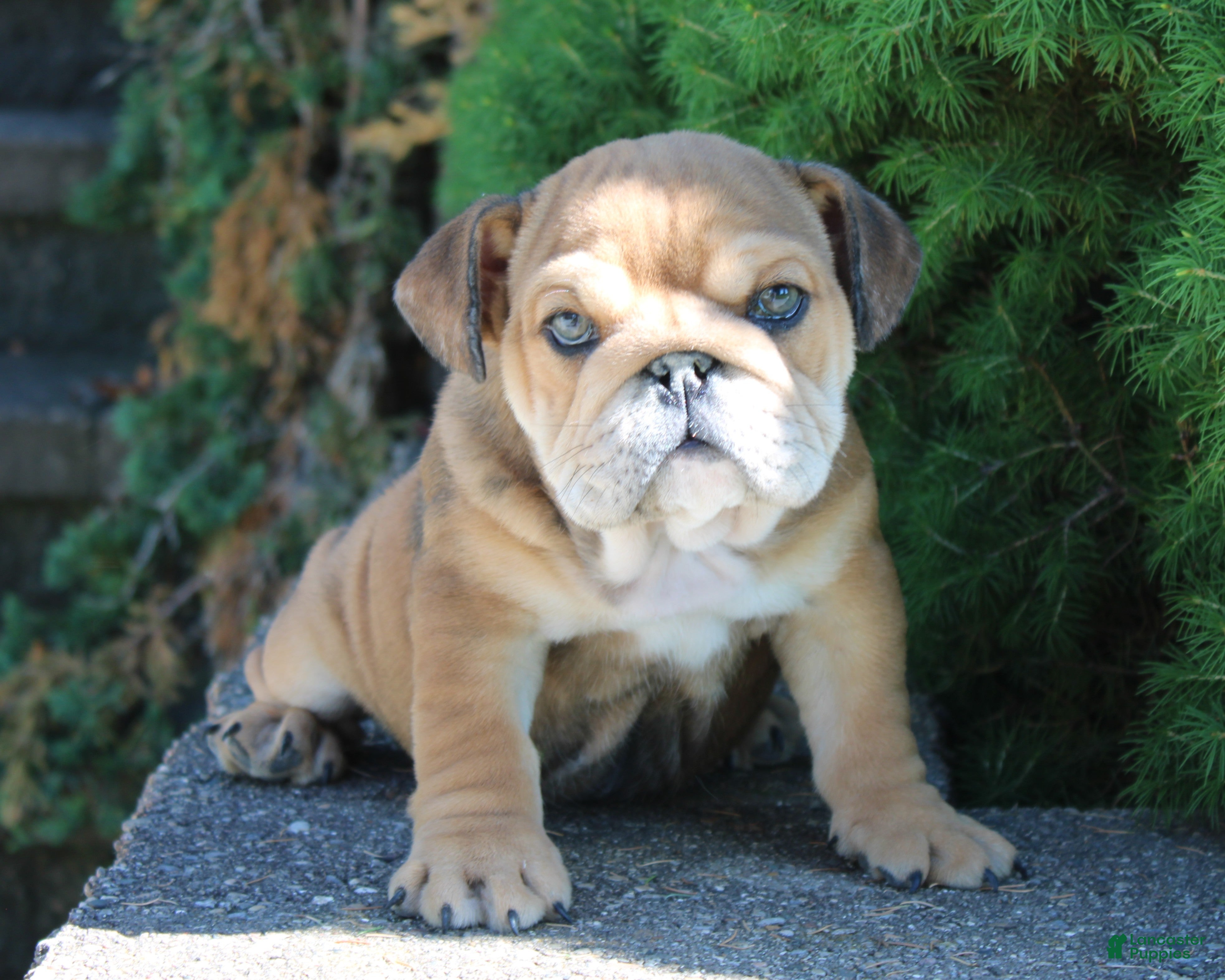 English Bulldog dogs for sale: Zeus - Ad 3