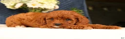 Cavapoo dogs for sale: Gretta - Ad 2