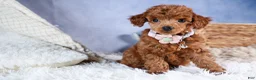 Toy Poodle dogs for sale: Tansy  - Ad 10