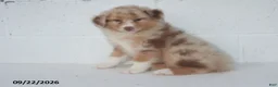 Australian Shepherd dogs for sale: Belle - Ad 4