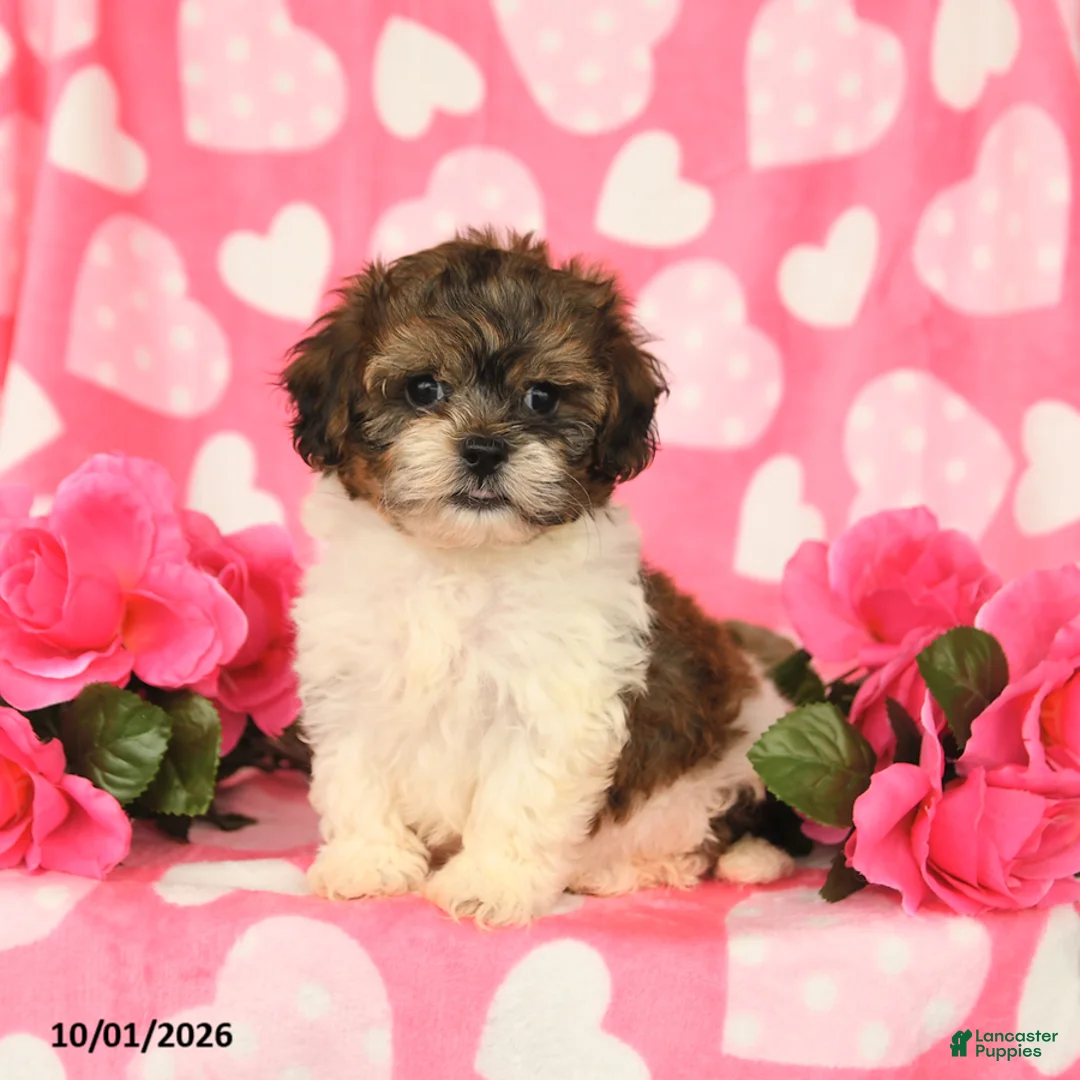 Shihpoo dogs for sale: Lance  - Ad 2