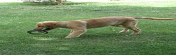 Golden Retriever dogs for sale: Golden Retriever 1 - Ad 33