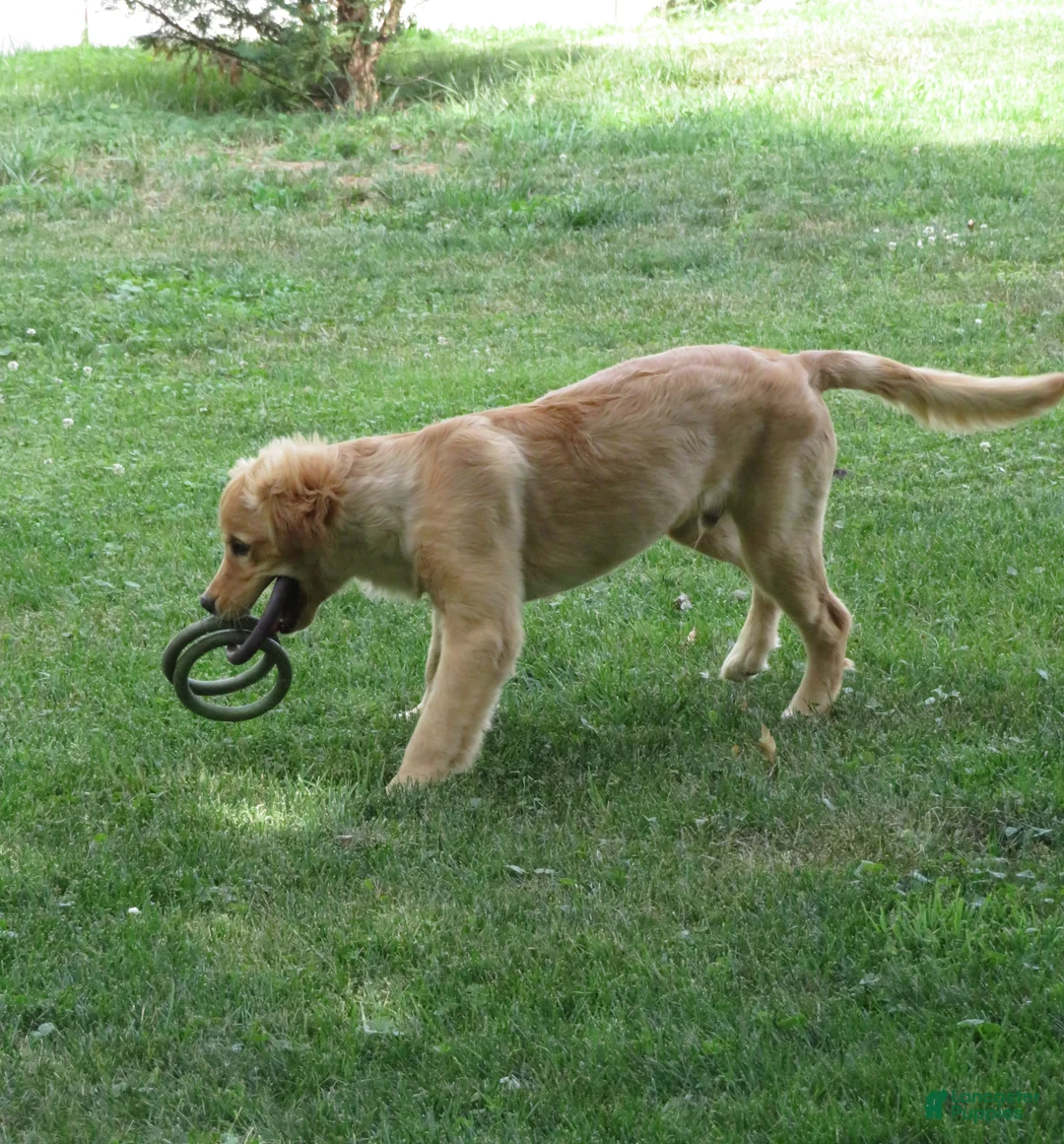 Golden Retriever dogs for sale: Golden Retriever 1 - Ad 33