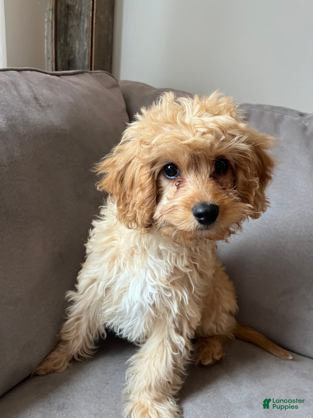 Cavapoo dogs for sale: Mason - Ad 3