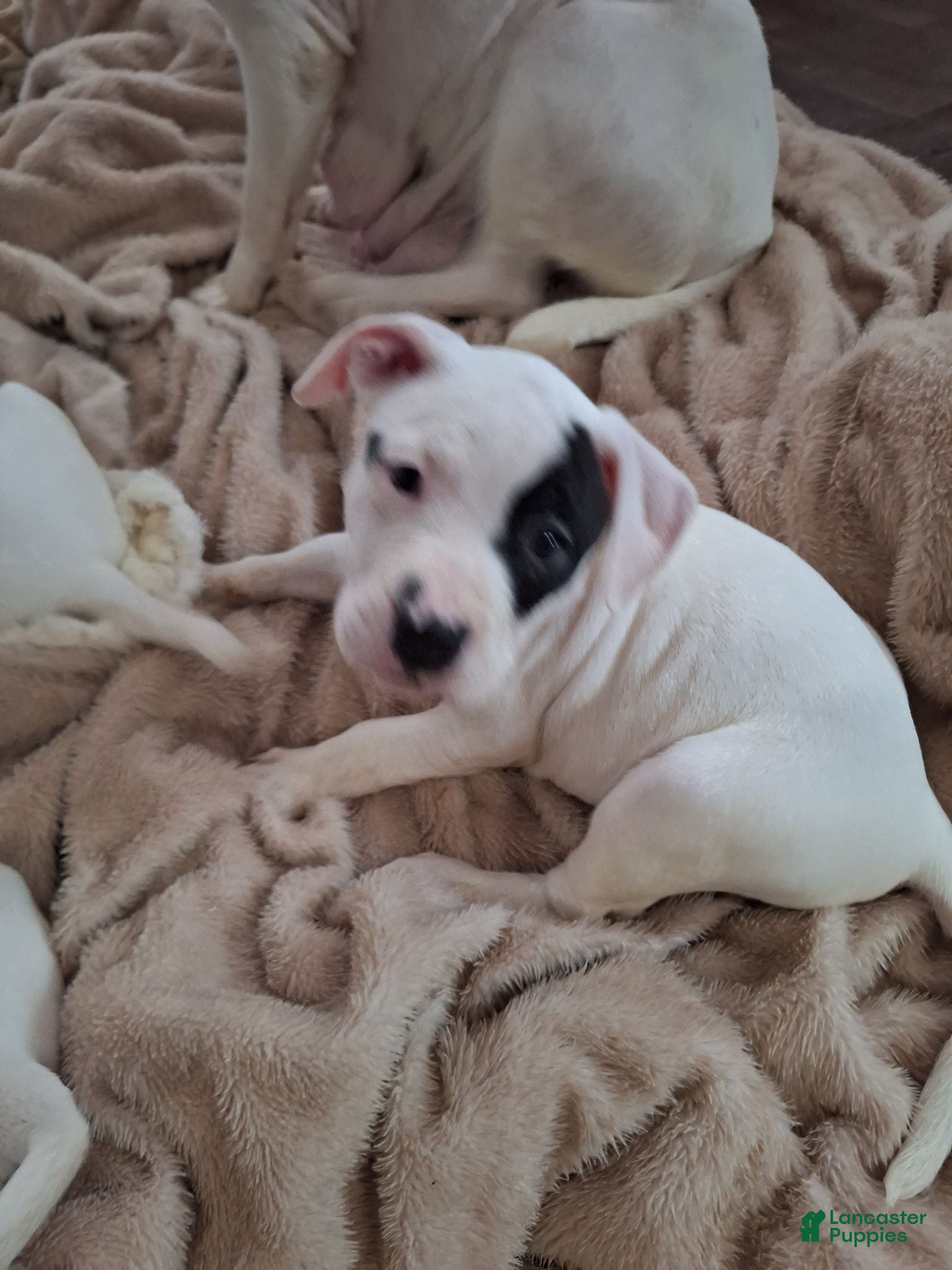 American Pit Bull Terrier dogs American Pit Bull Terrier 3 - Ad 1