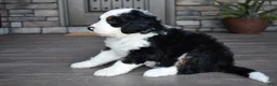 Mini Bernedoodle dogs for sale: Jazzie - Ad 9