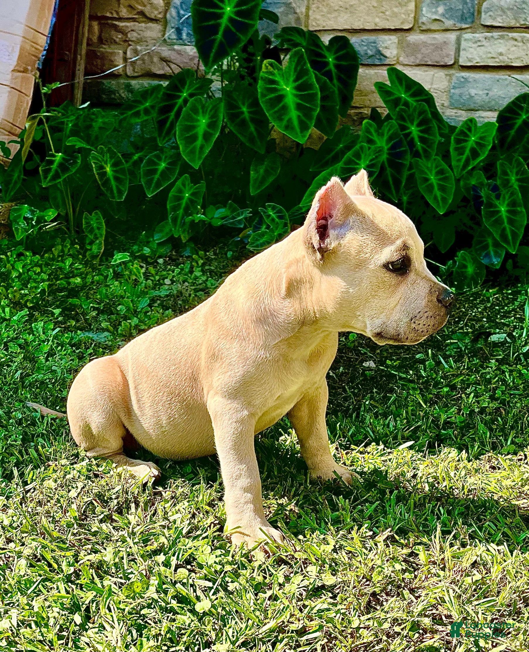 American Bully dogs American Bully Puppy “Precious” - Ad 2
