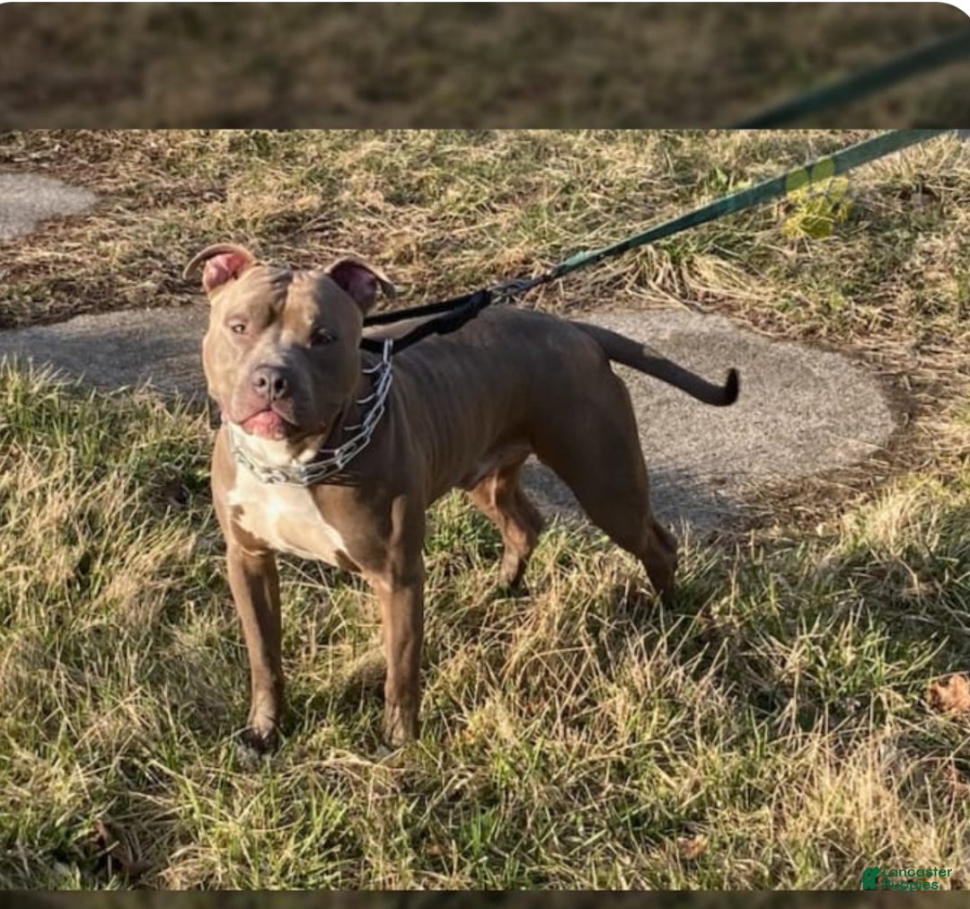 Mixed Breed dogs for sale: Mixed Breed Puppy 1 - Ad 6