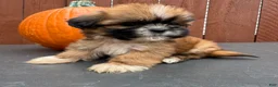 Shih Tzu dogs for sale: Candy - Ad 4