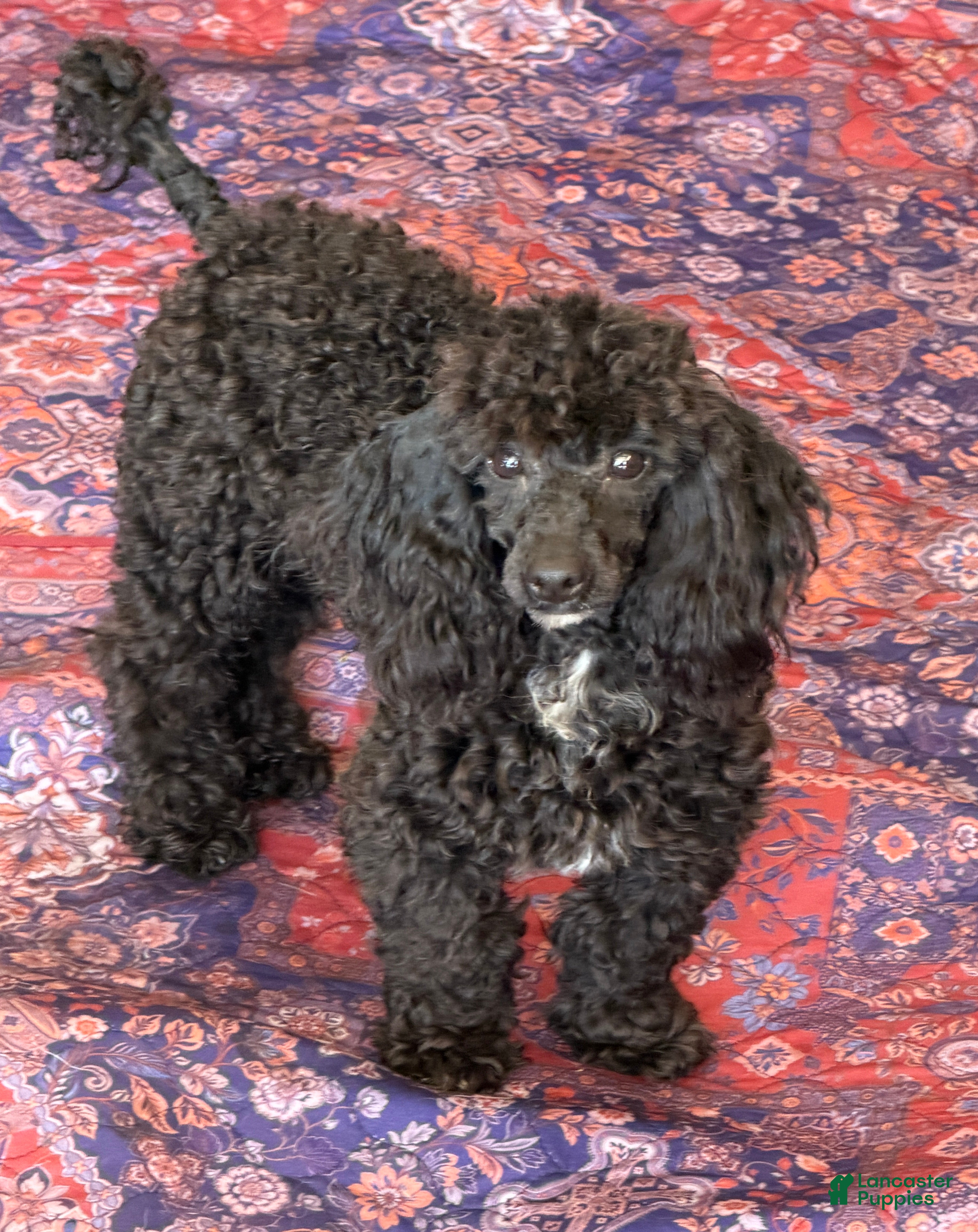 Raven (Toy Poodle, Male) in SC