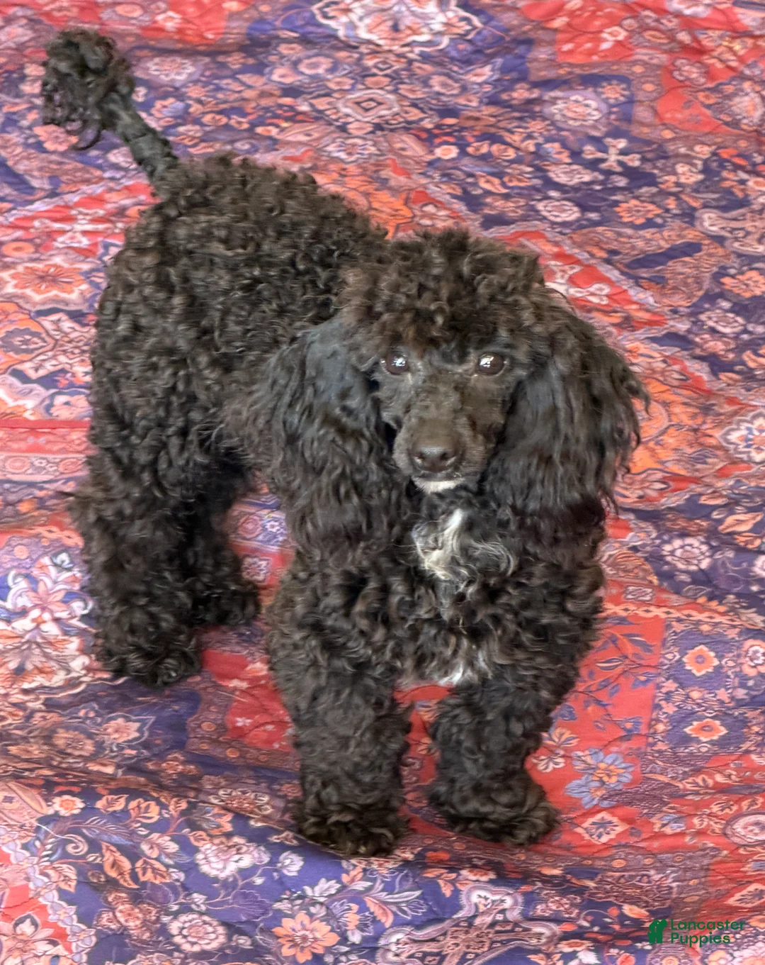 Toy Poodle dogs for sale: Raven - Ad 1