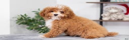 Miniature Poodle dogs for sale: Clara - Ad 2