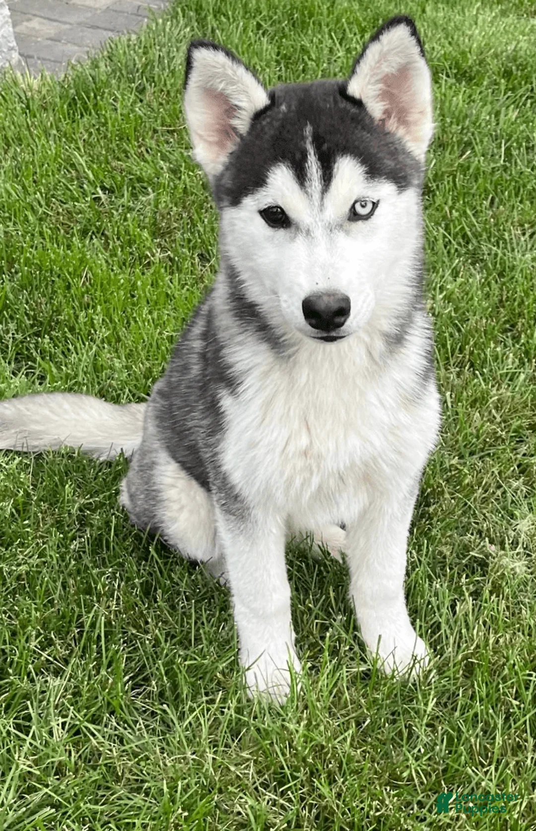 Gallery Image {{count}}