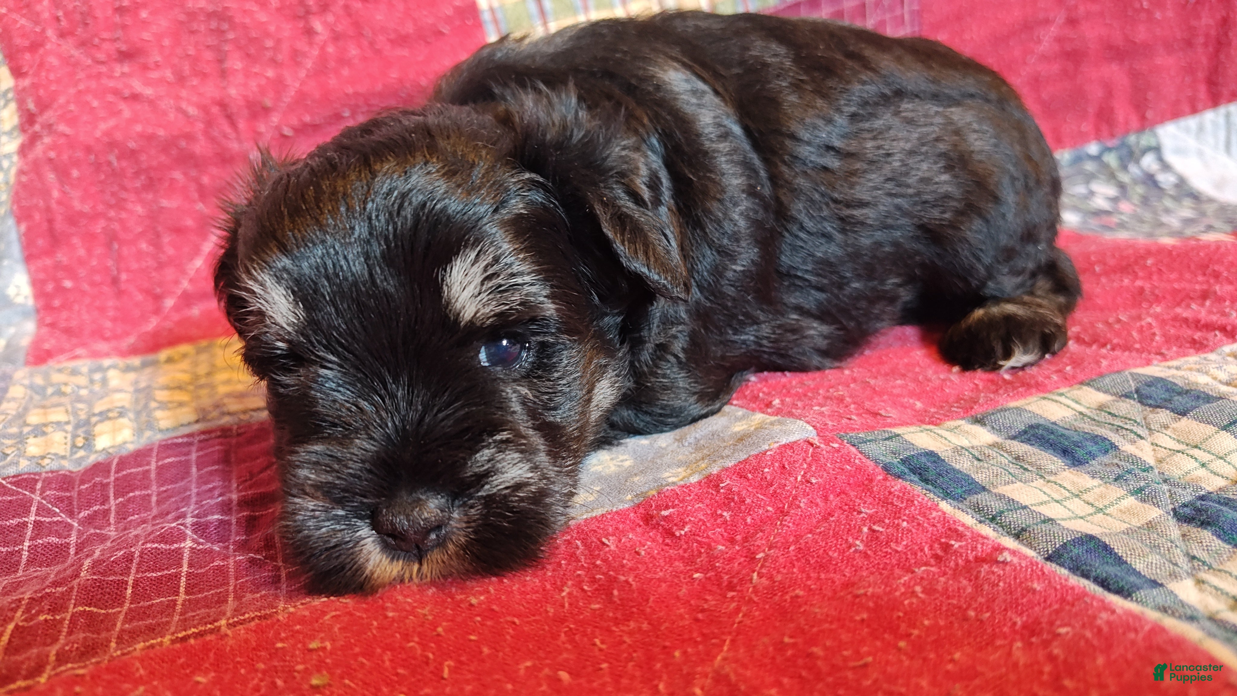 Miniature Schnauzer dogs Girl 2 - Ad 3