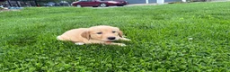 Golden Retriever dogs for sale: Meadow - Ad 9