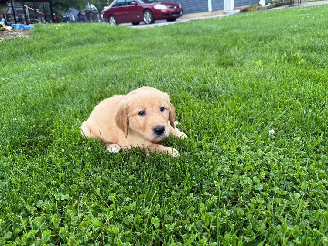 Golden Retriever dogs for sale: Meadow - Ad 9