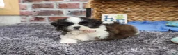 Shih Tzu dogs for sale: Abel - Ad 1