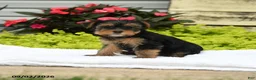 Yorkshire Terrier dogs for sale: Winnie - Ad 5