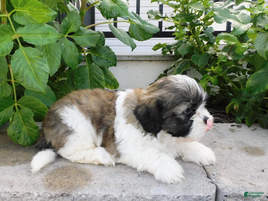 Teddy Bear dogs for sale: Prince - Ad 6