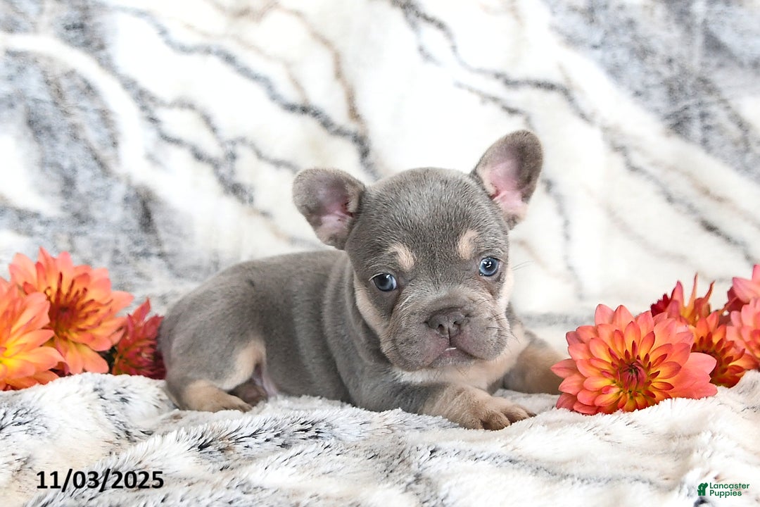 French Bulldog dogs for sale: Love Bug - Ad 8