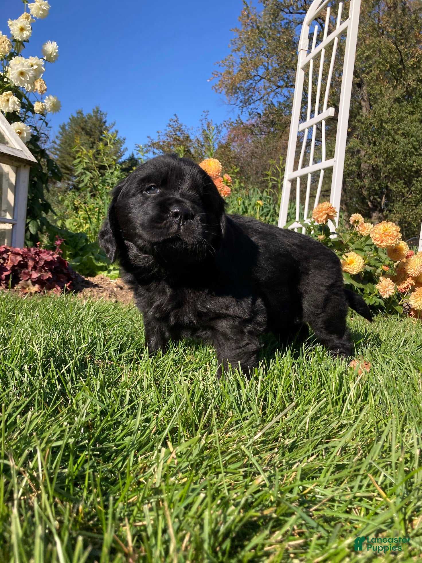 Newfoundland dogs for sale: SARGE - Ad 1