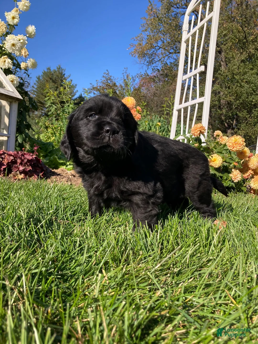 Newfoundland dogs for sale: SARGE - Ad 1