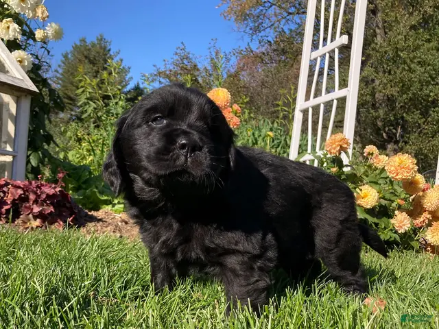 Newfoundland dogs for sale: SARGE - Ad 1