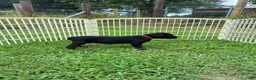 Cane Corso dogs for sale: Cane Corso Puppy 10 - Ad 15