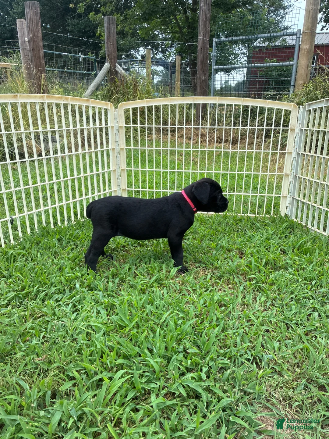 Cane Corso dogs for sale: Cane Corso Puppy 10 - Ad 15