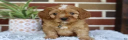 Cavapoo dogs for sale: Oakley  - Ad 5