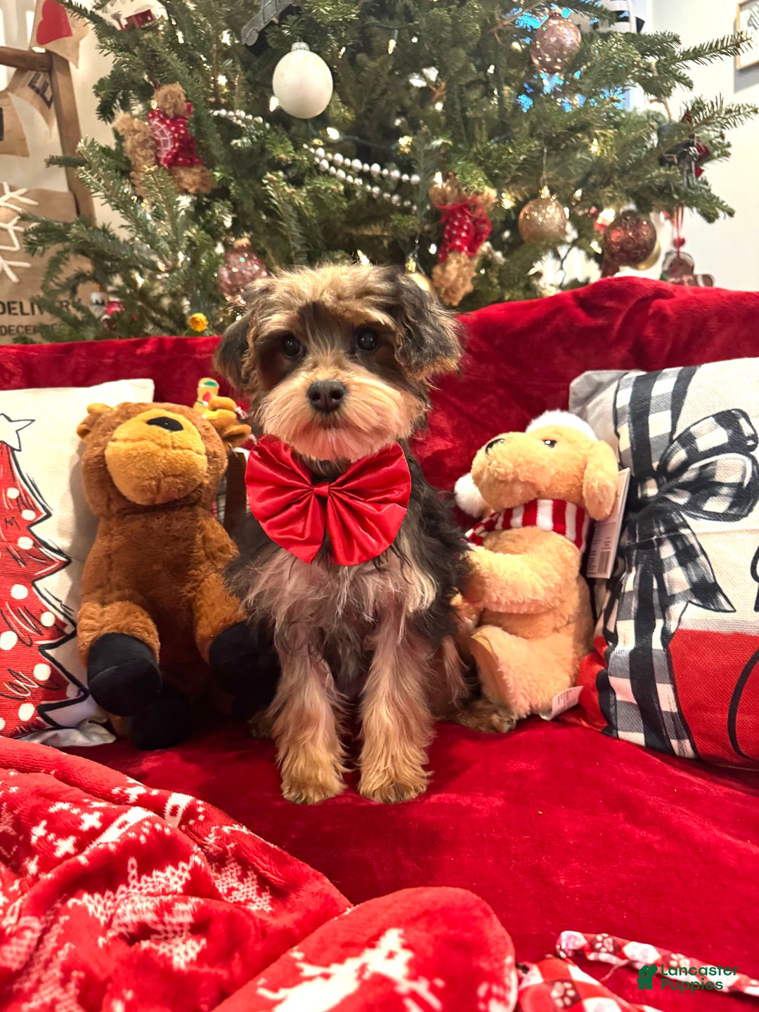 Yorkiepoo dogs for sale: Yorkiepoo Puppy 5 - Ad 2