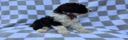 Cockapoo dogs for sale: Fritz - Ad 7