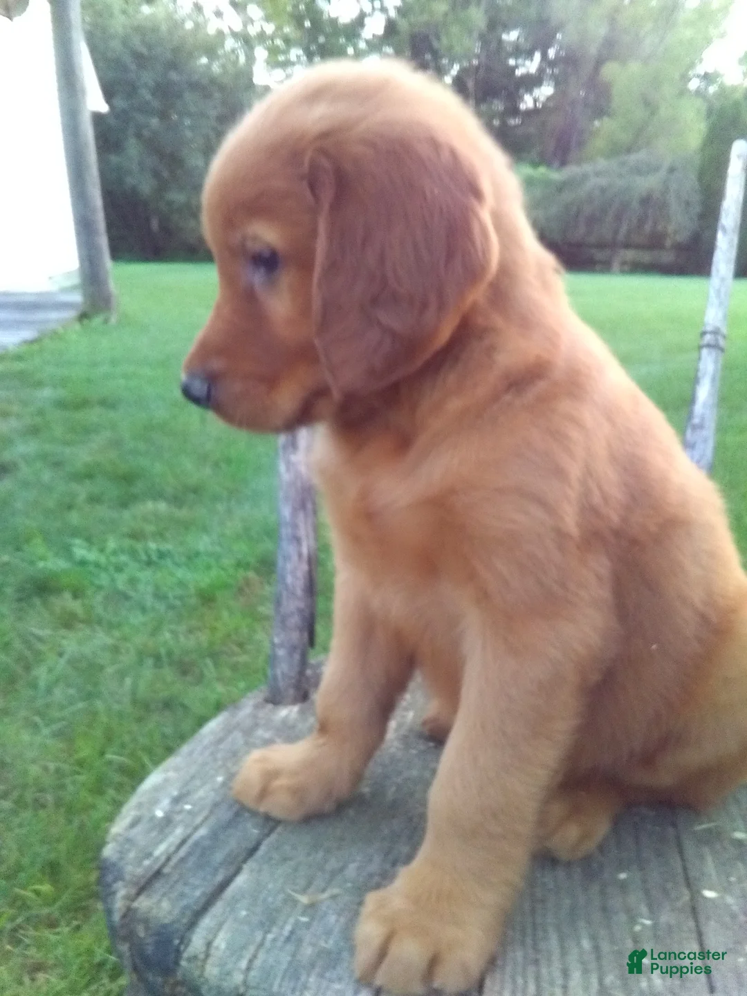 Golden Retriever dogs for sale: Barney - Ad 2