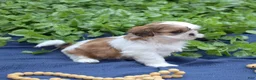 Shih Tzu dogs for sale: Millie - Ad 5