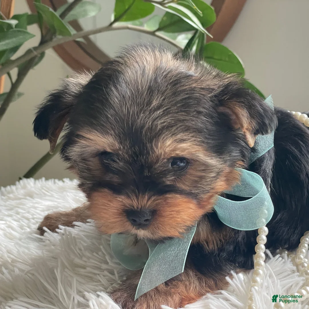 Yorkshire Terrier dogs for sale: Tucker - Ad 29