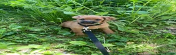 Pugapoo dogs for sale: Ozzi - Ad 2