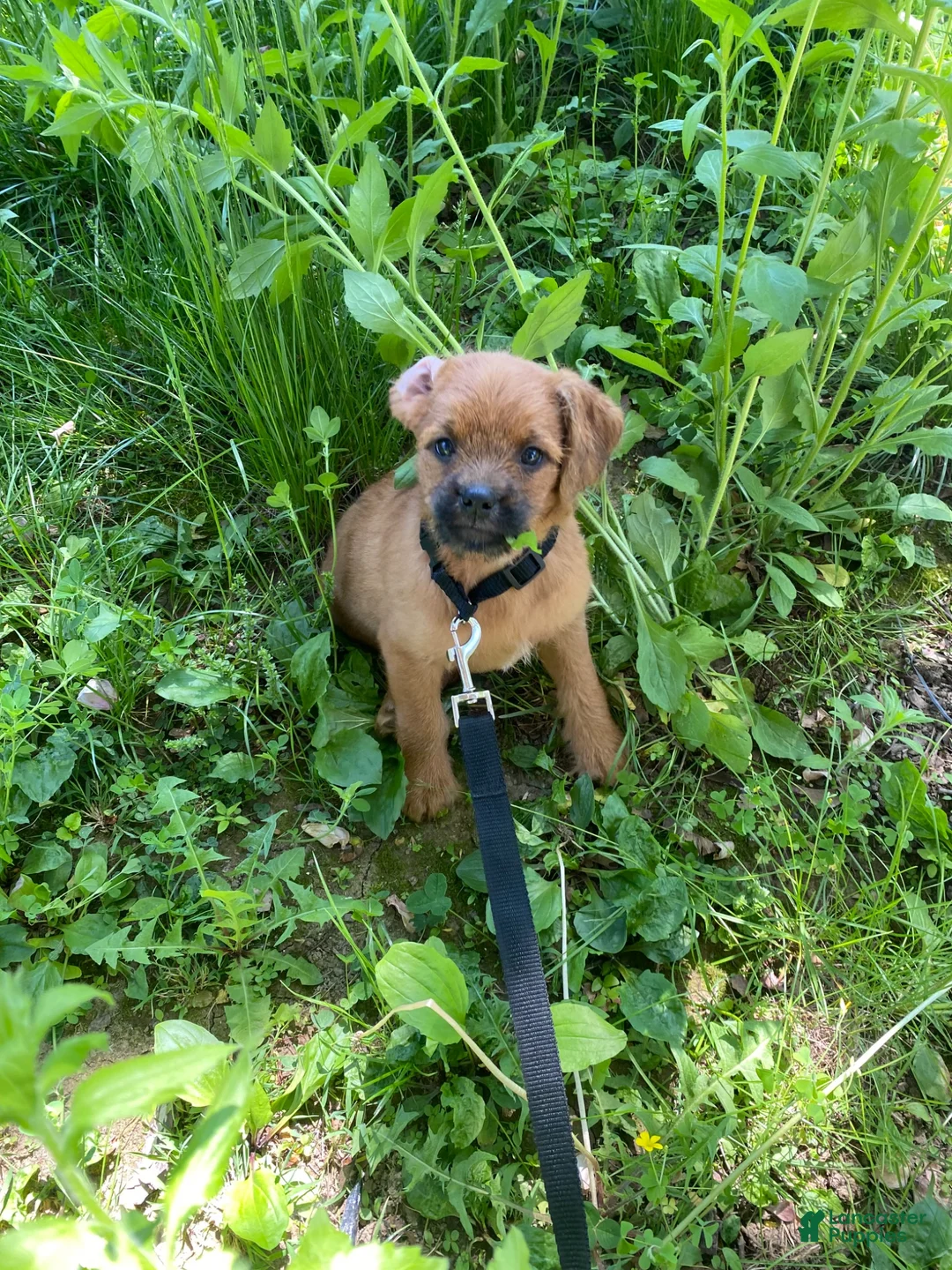 Pugapoo dogs for sale: Ozzi - Ad 2