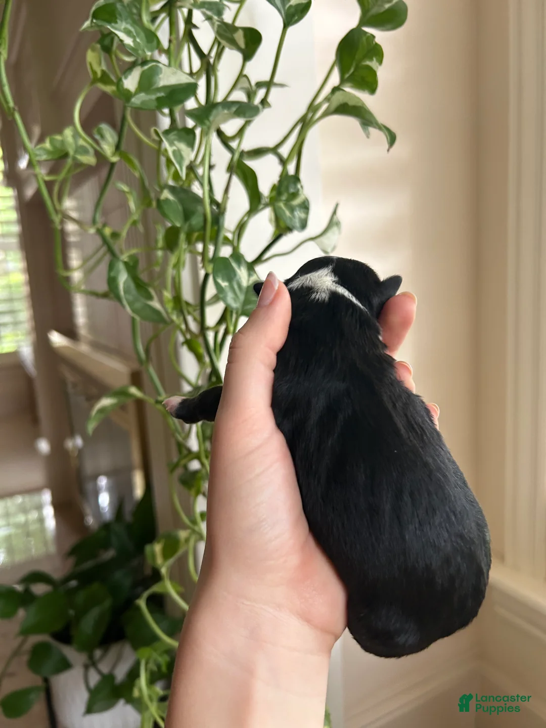 Miniature Australian Shepherd dogs for sale: Rue - Ad 2