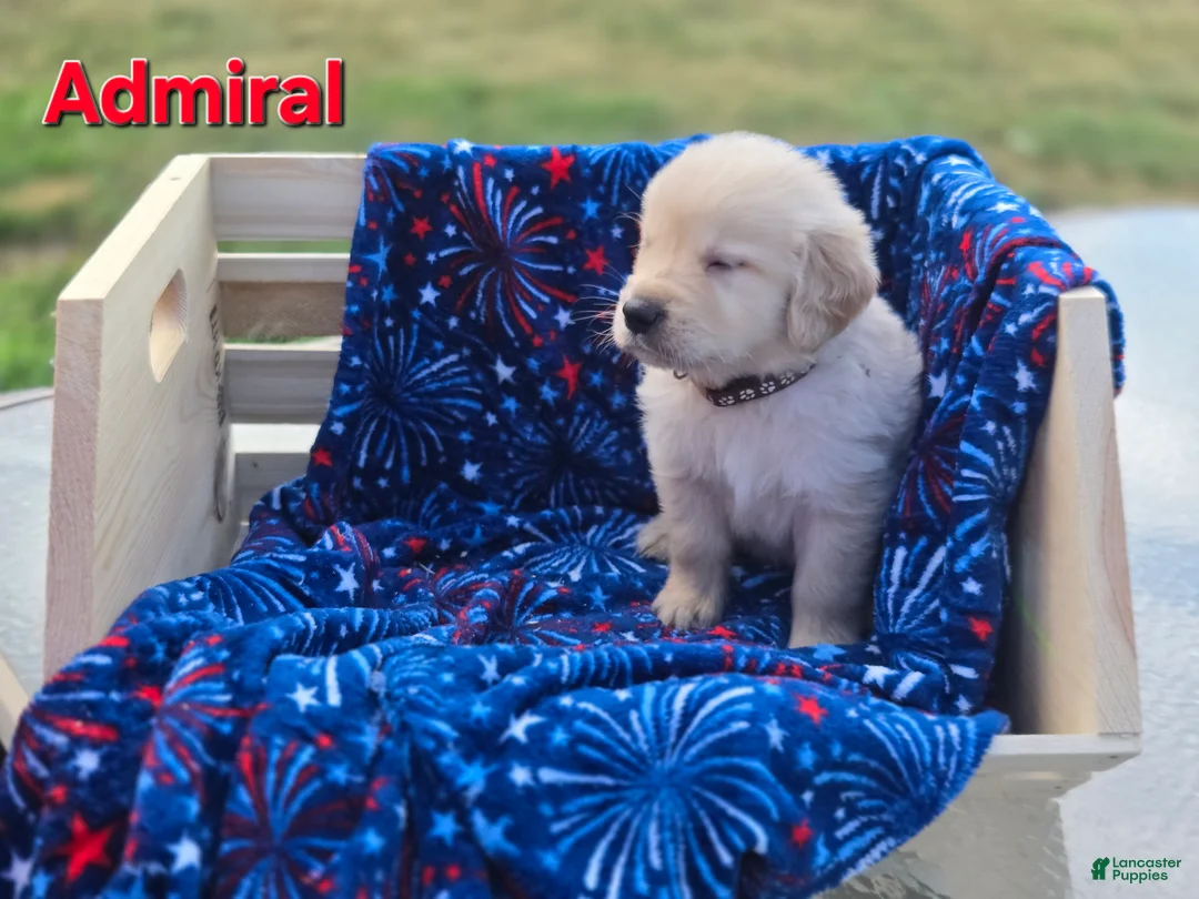 Golden Retriever dogs for sale: Golden Retriever 4 - Ad 2