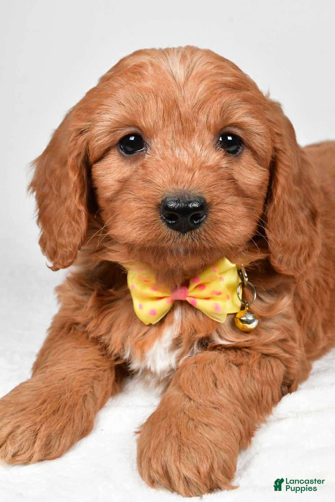 Mini Goldendoodle dogs for sale: Ripley f one b - Ad 3