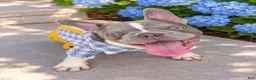 French Bulldog dogs for sale: Goldilocks - Ad 9