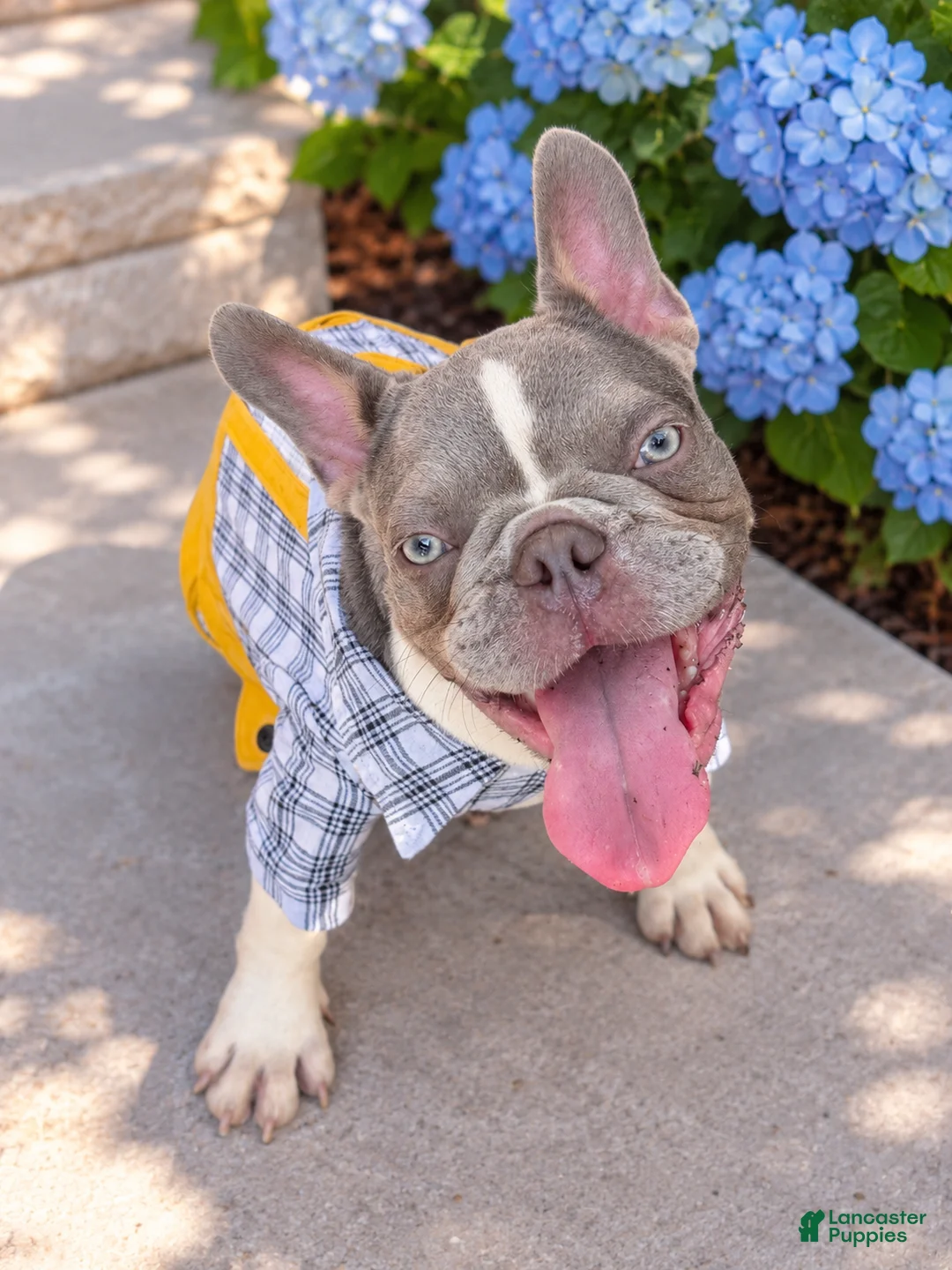French Bulldog dogs for sale: Goldilocks - Ad 6