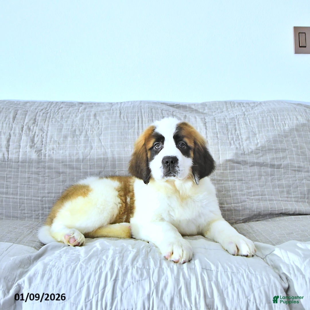 Saint Bernard dogs for sale: Noelle - Ad 3