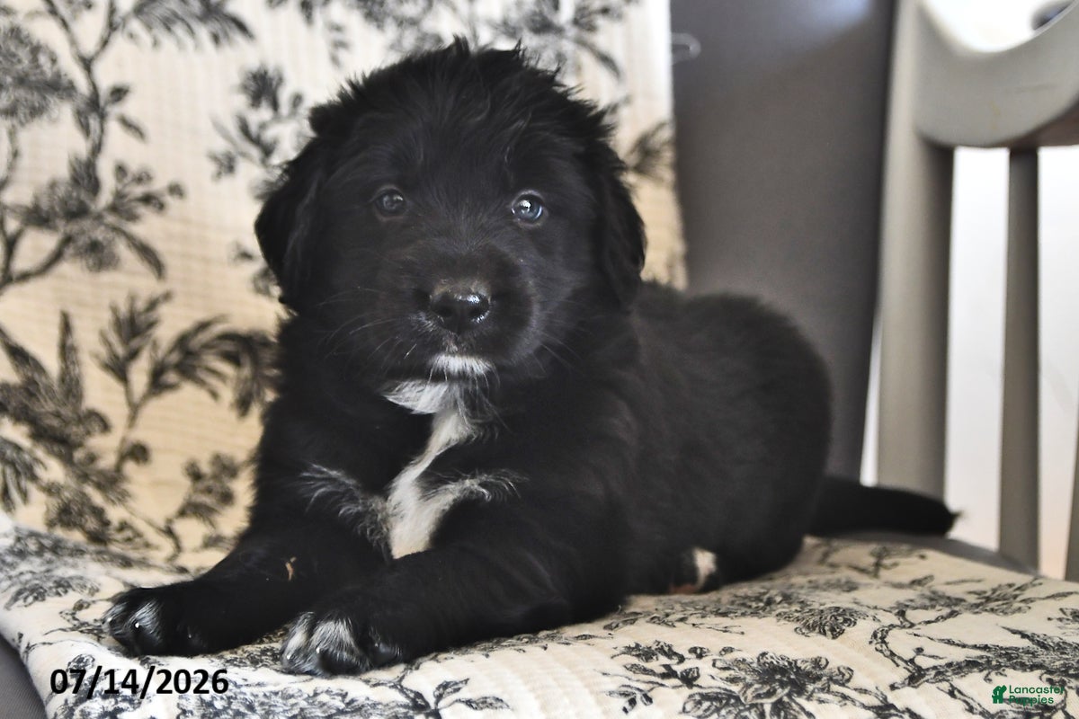 Mixed Breed dogs Tiny - Ad 2