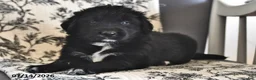 Mixed Breed dogs for sale: Tiny - Ad 2