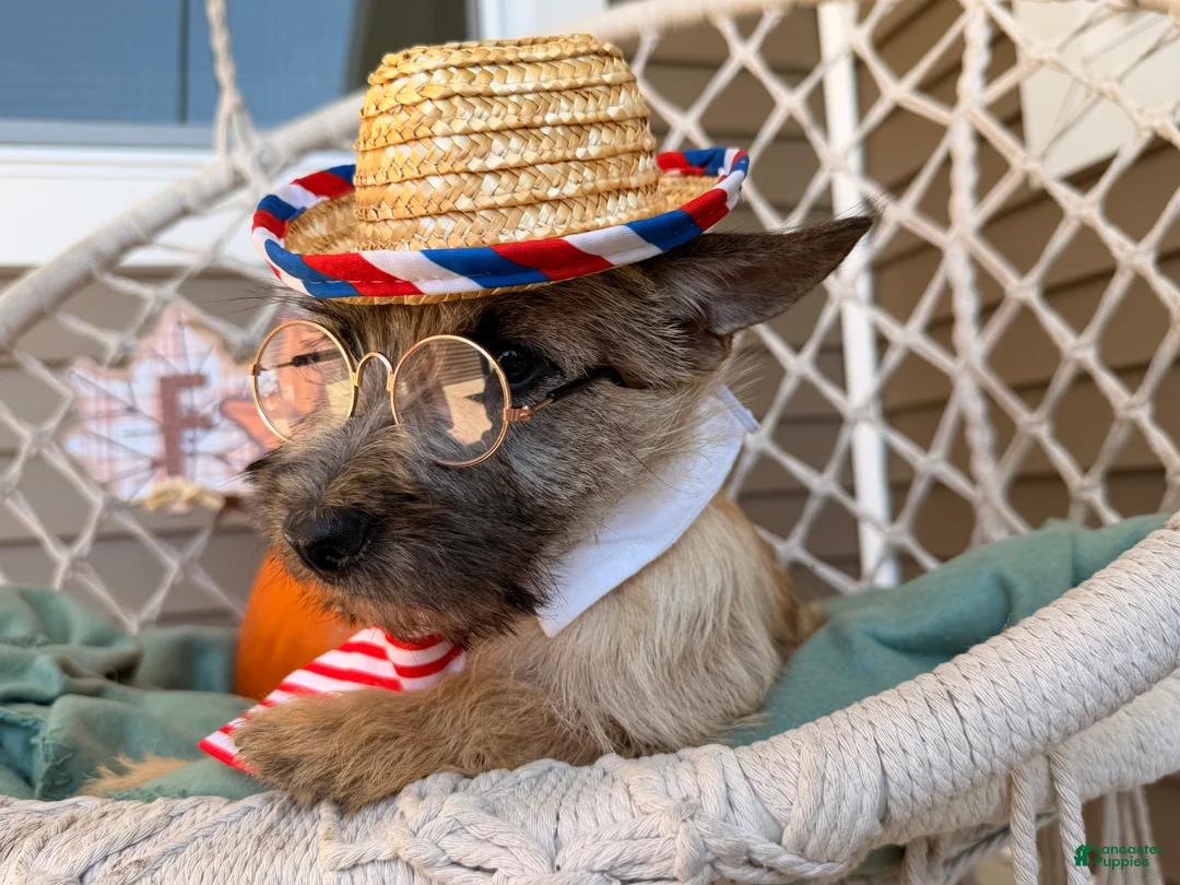 Cairn Terrier dogs for sale: Jimmy  - Ad 6