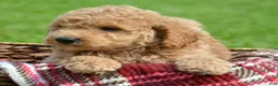 Mini Goldendoodle dogs for sale: Dotty Mini Goldendoodle 2 - Ad 4