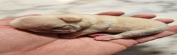 French Bulldog dogs for sale: Micro Machine (akc) - Ad 8
